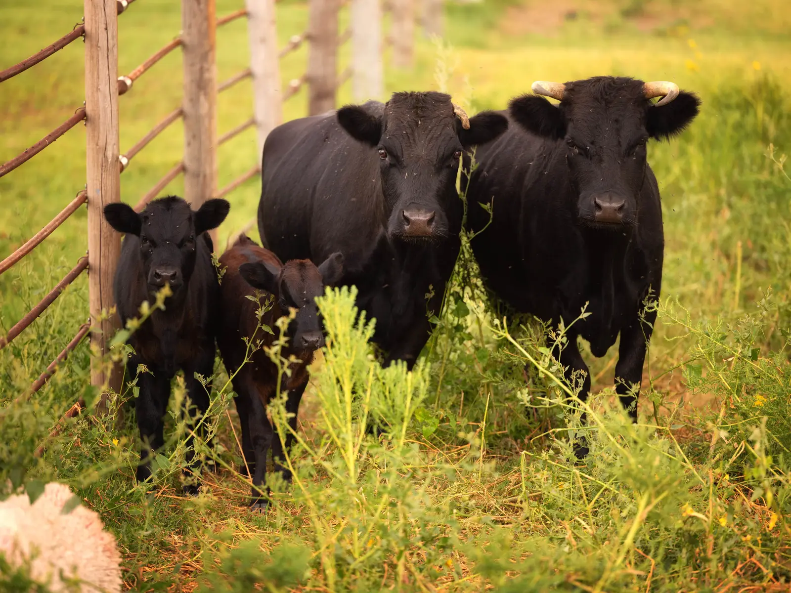 Two black cows and their calves standing at a pasture fence