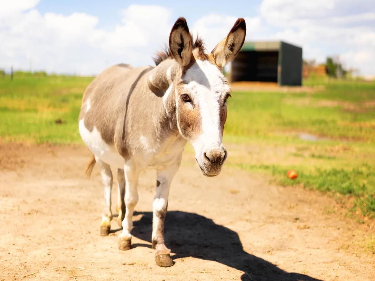 A donkey walking across a dirt yard on a smallholding