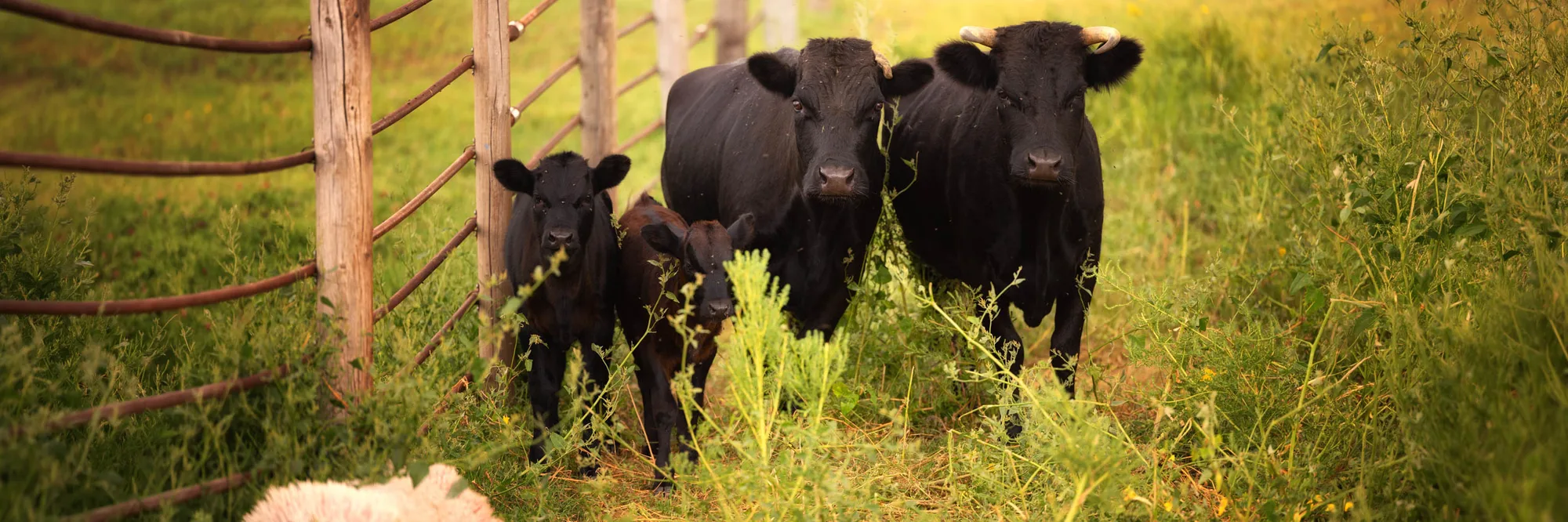 Two black cows and their calves standing at a pasture fence