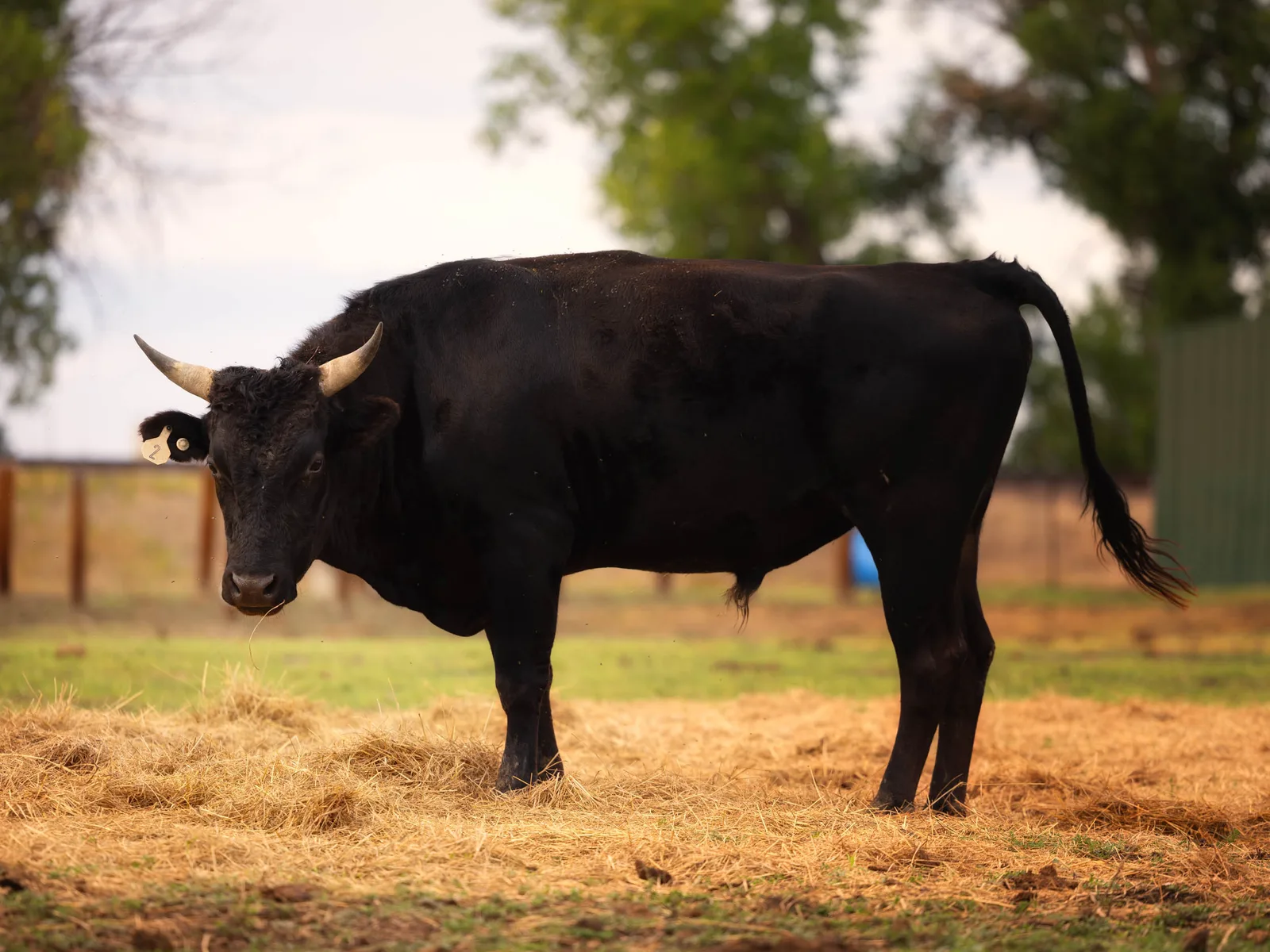A black Wagyu bull standing in a pasture